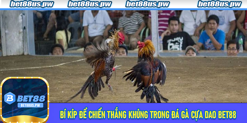 Bí kíp để chiến thắng khủng trong Đá Gà Cựa Dao Bet88