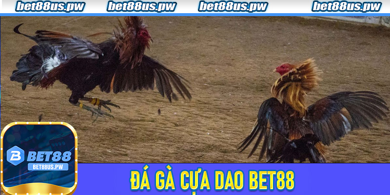 Đá Gà Cựa Dao Bet88